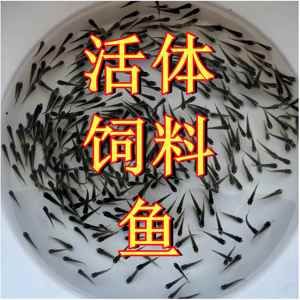 金龍魚吃麥穗魚么：金龍可以吃麥穗魚嗎？