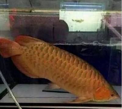 金龍魚吃魚：喂食金龍魚吃小魚的時候應該怎么喂