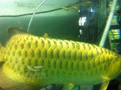 金龍魚吃什么小魚：金龍魚吃什么小魚好金龍魚吃什么小魚最好