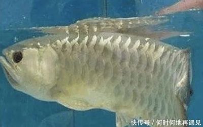 金龍魚不吃飯的原因：金龍魚不吃飯?jiān)趺崔k 龍魚百科 第4張