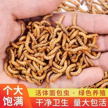 金龍魚吃大麥蟲：金龍魚吃大麥蟲好嗎金龍魚吃大麥蟲好嗎 龍魚百科 第4張