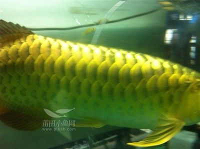 金龍魚(yú)吃什么小魚(yú)好：金龍魚(yú)吃什么小魚(yú)好360問(wèn)答金龍魚(yú)吃什么小魚(yú)好 龍魚(yú)百科 第4張