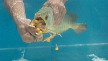 金龍魚吃的蟲子有哪些：金龍魚可以吃多種蟲子， 龍魚百科 第4張