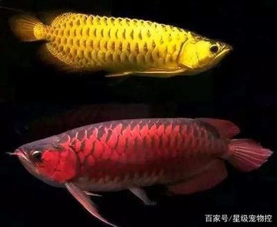 金龍魚吧 百度貼吧 龍魚百科 第4張