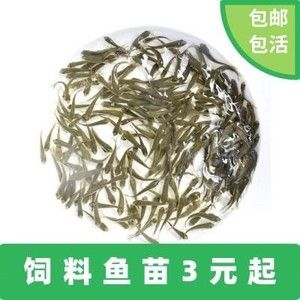 金龍魚吃小活魚：金龍魚為什么只吃捏死的小魚嗎金龍魚吃小魚嗎 龍魚百科 第6張