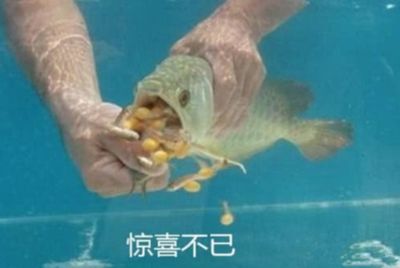 金龍魚(yú)不吃泥鰍：金龍魚(yú)不吃泥鰍怎么辦 龍魚(yú)百科 第4張