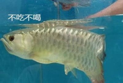 金龍魚(yú)不吃泥鰍：金龍魚(yú)不吃泥鰍怎么辦 龍魚(yú)百科 第6張