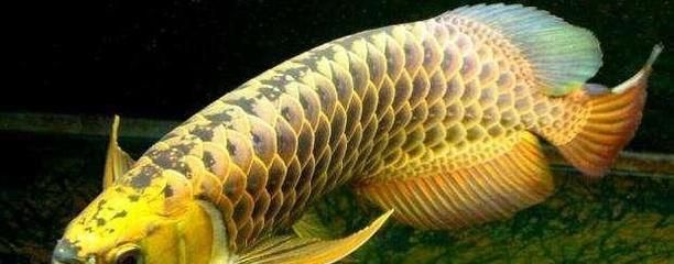 金龍魚(yú)成體：金龍魚(yú)的成體形態(tài)具有以下特點(diǎn) 龍魚(yú)百科 第6張