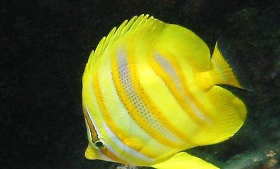 金龍魚(yú)半米長(zhǎng)大約需要多少錢(qián)：金龍魚(yú)價(jià)格多少錢(qián)一只金龍魚(yú)一般多少錢(qián)一條 龍魚(yú)百科 第3張