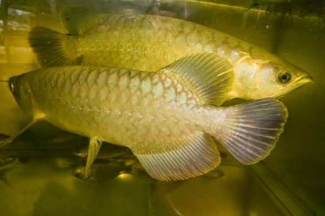 金龍魚成體多大能繁殖：金龍魚多大可以繁殖 龍魚百科 第4張