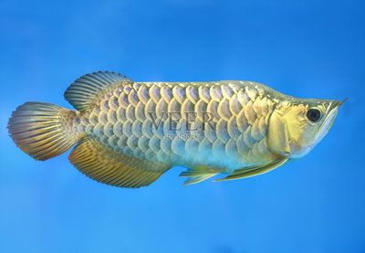 金龍魚(yú)變化過(guò)程：金龍魚(yú)從孵化到成長(zhǎng)的不同階段 龍魚(yú)百科 第5張