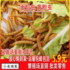 金龍魚吃大麥蟲后拒食了會死嗎：金龍魚吃大麥蟲會死嗎？ 龍魚百科 第7張