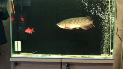 金龍魚(yú)吃多少小魚(yú)：金龍魚(yú)一天喂多少粒小魚(yú)一天喂多少條小魚(yú)和蝦合適 龍魚(yú)百科 第7張