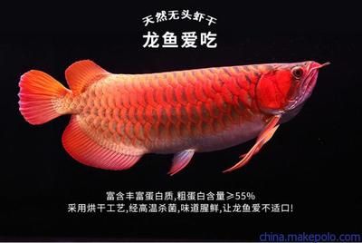 金龍魚愛吃什么魚食：關(guān)于金龍魚食物偏好的詳細(xì)信息 龍魚百科 第2張