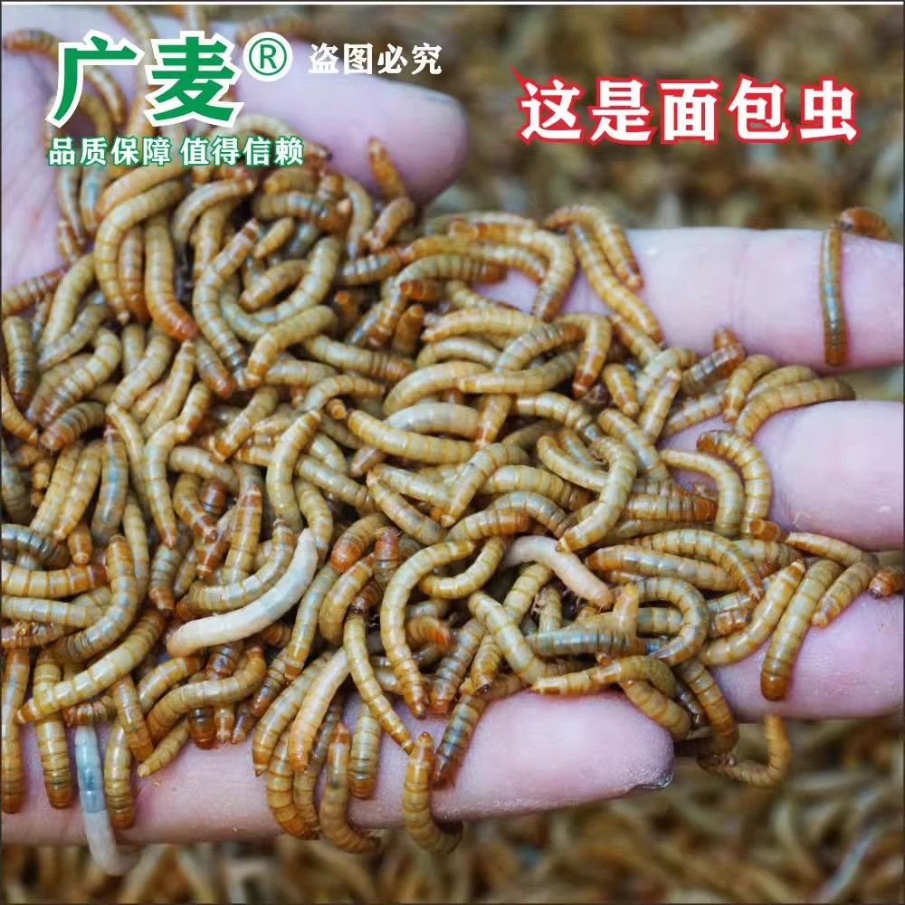 金龍魚吃面包蟲的好處：金龍魚吃面包蟲好嗎 龍魚百科 第7張