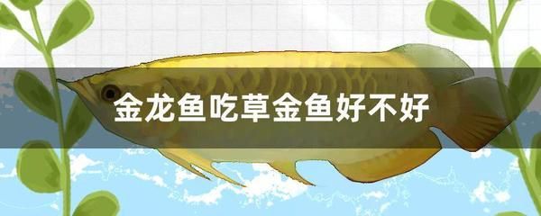 金龍魚(yú)吃草金：草金魚(yú)可以作為金龍魚(yú)的食物嗎？ 龍魚(yú)百科 第1張