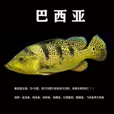 金龍魚不活躍怎么回事：怪不得家里“金龍魚”總是養(yǎng)不活,原來是這個原因!