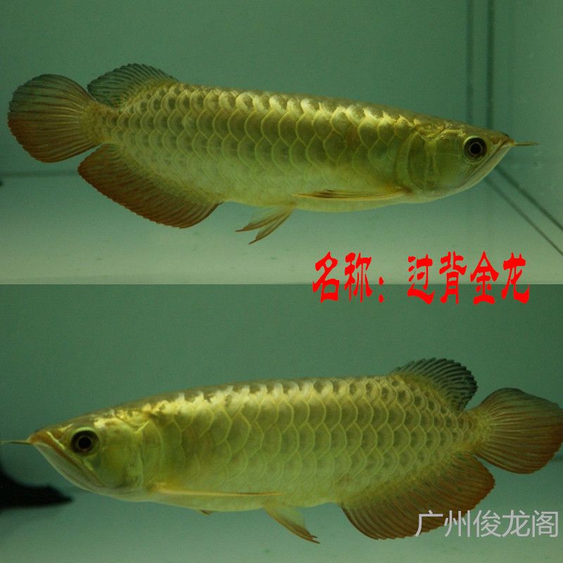 金龍魚b級和a級的區(qū)別：金龍魚b級和a級之間的區(qū)別 龍魚百科 第7張