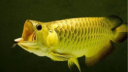 金龍魚(yú)不吃食怎么辦？：金龍魚(yú)不吃食怎么辦 龍魚(yú)百科 第7張