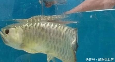 金龍魚不吃活小魚是什么原因：金龍魚不吃活小魚怎么辦 龍魚百科 第6張