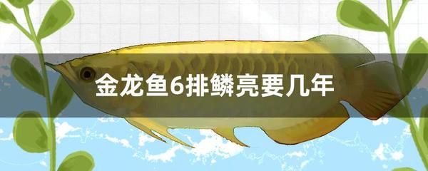 金龍魚成魚多長時間能吃：金龍魚多久喂一次比較好 龍魚百科 第2張