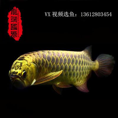 金龍魚背景圖：關于金龍魚背景圖的詳細信息提供金龍魚背景圖的網站