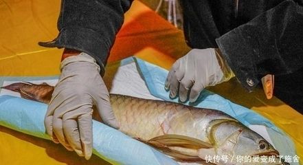 金龍魚寵物魚怎么養(yǎng)：如何飼養(yǎng)金龍魚？ 龍魚百科 第5張