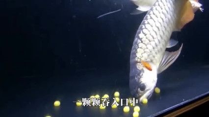 金龍魚吃不吃小魚：關(guān)于金龍魚吃不吃小魚的詳細(xì)解釋金龍魚吃小魚怎么辦