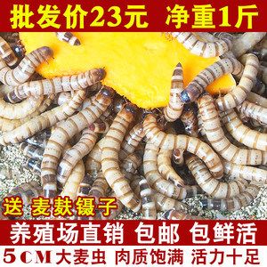 金龍魚吃大麥蟲和面包蟲哪個好：金龍魚吃大麥蟲和大麥蟲哪個好 龍魚百科 第7張