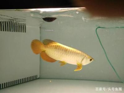 金龍魚(yú)從小養(yǎng)起還是大的養(yǎng)好：金龍魚(yú)從小養(yǎng)起有什么優(yōu)勢(shì)？ 龍魚(yú)百科 第1張