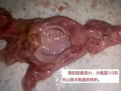 金龍魚半個(gè)月不喂可以嗎：金魚一周不喂食會(huì)死嗎