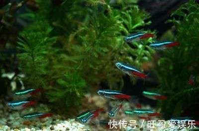 地圖魚(yú) 龍魚(yú) 哪個(gè)貴（地圖魚(yú)和龍魚(yú)的價(jià)格受多種因素影響地圖魚(yú)價(jià)格受多種因素影響） 魚(yú)缸風(fēng)水 第6張