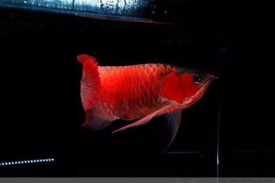 赤紅龍魚幼魚（純種赤紅龍幼犬多少錢一只） 魚缸風水 第5張