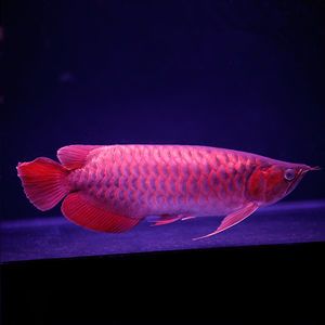 赤紅龍魚幼魚（純種赤紅龍幼犬多少錢一只） 魚缸風水 第3張