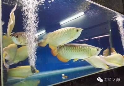 到廣州買龍魚便宜嗎（廣州哪里可以買到龍魚） 魚缸風(fēng)水 第3張