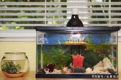 室內(nèi)裝飾魚缸（室內(nèi)裝飾魚缸設計） 魚缸風水 第4張