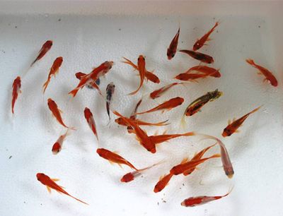 草金喂龍魚前如何殺菌（小草金喂食龍魚怎么處理） 魚缸風(fēng)水 第4張