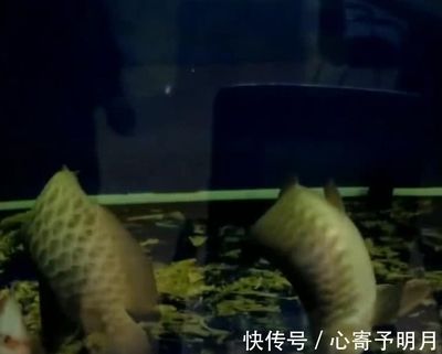 單位金龍魚全死了（金龍魚突然死了怎么辦360問答360問答） 魚缸風水 第5張