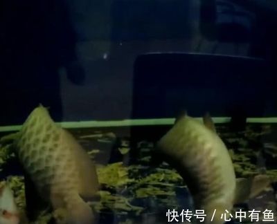 單位金龍魚全死了（金龍魚突然死了怎么辦360問答360問答） 魚缸風水 第4張