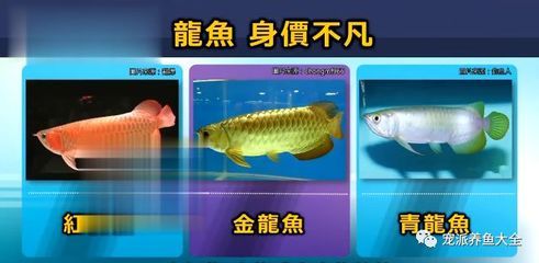 純白龍魚 魚缸風(fēng)水 第2張