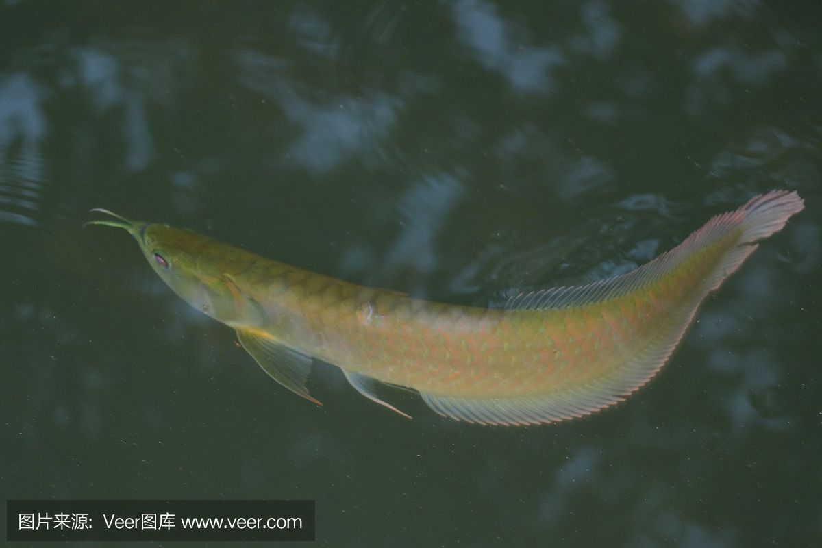 成年龍魚不再連續(xù)游泳（成年龍魚不再連續(xù)游泳可能由多種原因引起） 魚缸風水 第7張