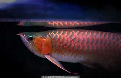 彩色金龍魚百度百科（彩色鉛筆畫金龍魚） 魚缸風(fēng)水 第4張