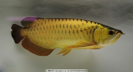 彩色金龍魚百度百科（彩色鉛筆畫金龍魚） 魚缸風(fēng)水 第6張