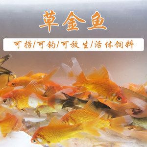 草金魚(yú)能不能喂龍魚(yú)飼料（草金魚(yú)可以作為龍魚(yú)的飼料嗎） 魚(yú)缸風(fēng)水 第2張