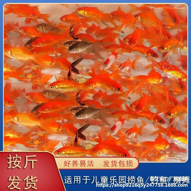 草金魚(yú)能不能喂龍魚(yú)飼料（草金魚(yú)可以作為龍魚(yú)的飼料嗎） 魚(yú)缸風(fēng)水 第5張