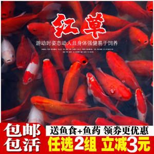 草金魚(yú)能不能喂龍魚(yú)飼料（草金魚(yú)可以作為龍魚(yú)的飼料嗎） 魚(yú)缸風(fēng)水 第7張