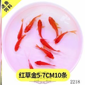 草金魚(yú)能不能喂龍魚(yú)飼料（草金魚(yú)可以作為龍魚(yú)的飼料嗎） 魚(yú)缸風(fēng)水 第6張