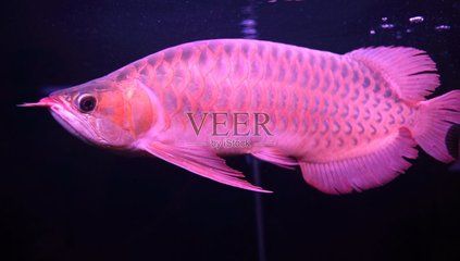 橙色龍魚變紅（橙色龍魚變紅的可能性） 魚缸風水 第2張