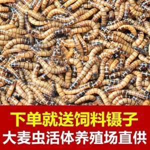 大麥蟲金龍魚消化得了嗎（金龍魚只吃大麥蟲好嗎） 魚缸風(fēng)水 第6張