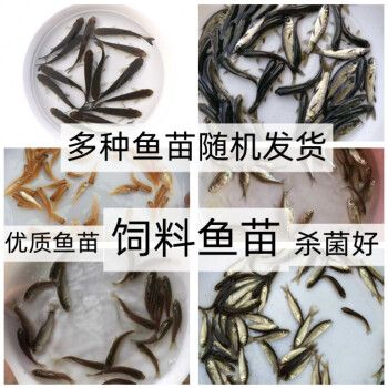 從河里抓的小魚苗喂龍魚怎么消毒（喂龍魚的小魚怎么消毒） 魚缸風(fēng)水 第7張